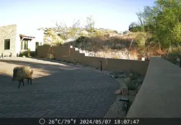 Javelina 20240507 09