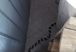 King Snake 20230627 01