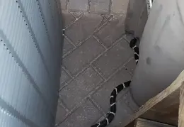 King Snake 20230627 04