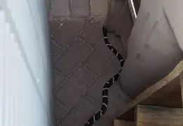 King Snake 20230627 06