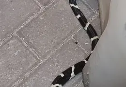 King Snake 20230627 10