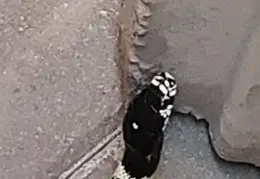 King Snake 20230627 11