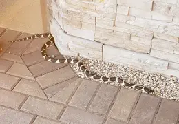 King Snake 20230627 12