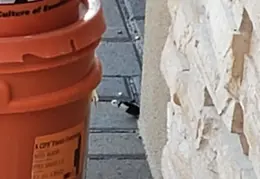 King Snake 20230627 13