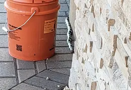 King Snake 20230627 15