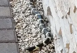 King Snake 20230627 19