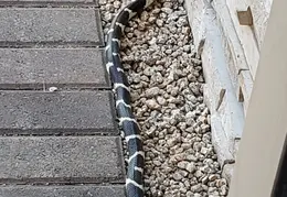 King Snake 20230627 23