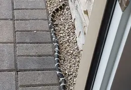 King Snake 20230627 24