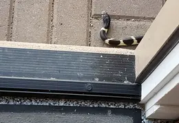 King Snake 20230627 25