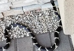 King Snake 20230627 27