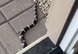 King Snake 20230627 29