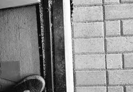 King Snake 20230627 32