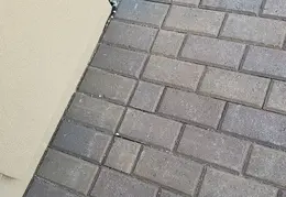 King Snake 20230627 34