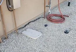 King Snake 20230627 37