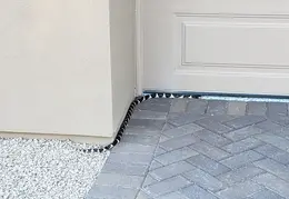 King Snake 20230627 41