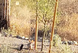 King Snake 20230627 43