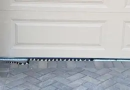 King Snake 20230627 44