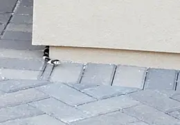 King Snake 20230627 49