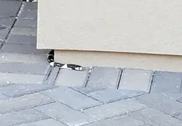 King Snake 20230627 50