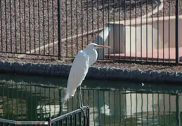 Lagos Vistoso Wildlife Day 20220302 01