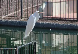 Lagos Vistoso Wildlife Day 20220302 02