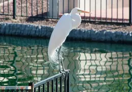 Lagos Vistoso Wildlife Day 20220302 09