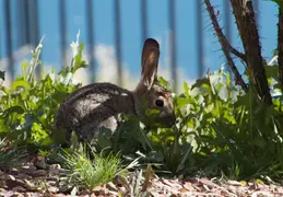 Lagos Vistoso Wildlife Day 20220302 19