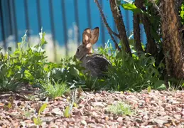 Lagos Vistoso Wildlife Day 20220302 21