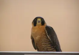 Lindsay Museum 2005 002