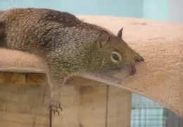 Lindsay Museum 2005 003