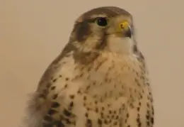 Lindsay Museum 2005 004