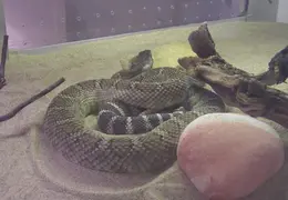 Lindsay Museum 2005 008