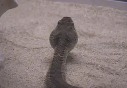 Lindsay Museum 2005 009