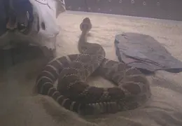 Lindsay Museum 2005 010