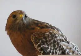 Lindsay Museum 2005 013