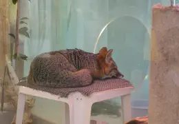 Lindsay Museum 2005 016