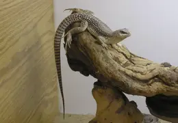 Lindsay Museum 2005 017