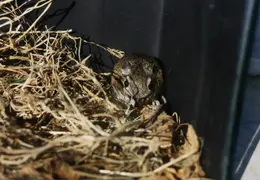 Lindsay Photo Shoot 011