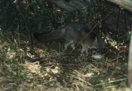 Lindsay Photo Shoot 043