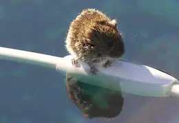 Mole in the Pool 02 for twitter