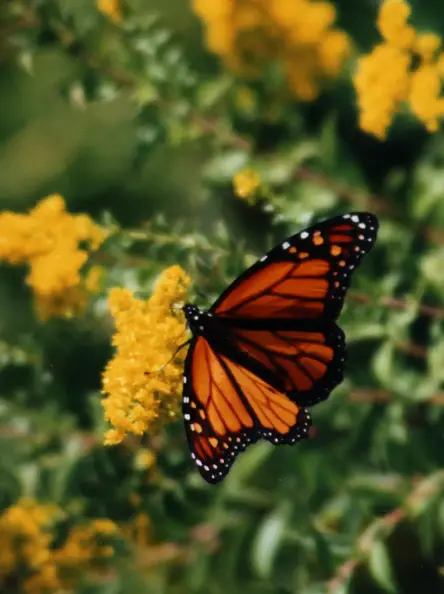 Monarch_Butterfly.webp