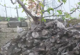 Morning Doves 2006 001