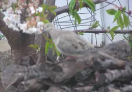 Morning Doves 2006 002