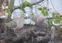 Morning Doves 2006 003