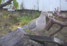 Morning Doves 2006 004