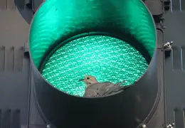 Mourning Dove In StopLight 0009