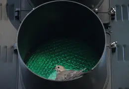 Mourning Dove In StopLight 0010