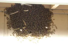 Neighbors Bees June 2008 04