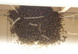 Neighbors Bees June 2008 05