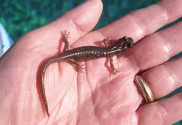 Newt Oct 2007 005